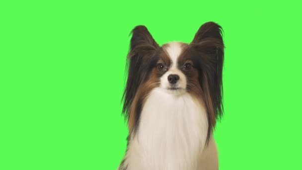 Beautiful dog Papillon is talking to camera on green background stock footage video — Stock Video