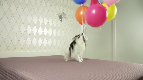 Papillon perro corre con un multicolor globos en sus dientes cámara lenta archivo de vídeo — Vídeos de Stock