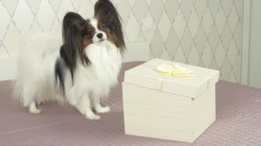 Papillon köpek muamele etmek hediye kutusu Stok görüntüleri video alır