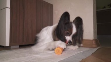 Taze çiğ havuç görüntüleri video köpek Papillon iştahla yiyor