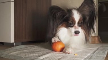 Papillon köpek mandalina kabuğu görüntüleri video soymak çalışıyor