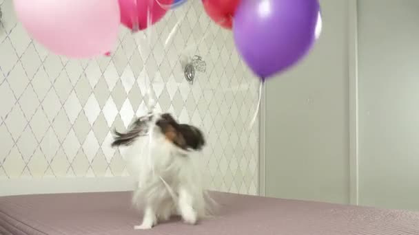 Papillon köpek çok renkli balonlar içinde onun diş Stok görüntüleri video ile çalışır — Stok video
