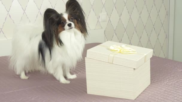 Papillon cane ottiene trattare dalla scatola regalo magazzino filmato video — Video Stock