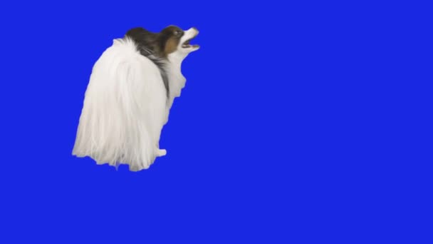 Papillon dog is spinning dancing on a blue hromakey slow motion stock footage video — Stock Video