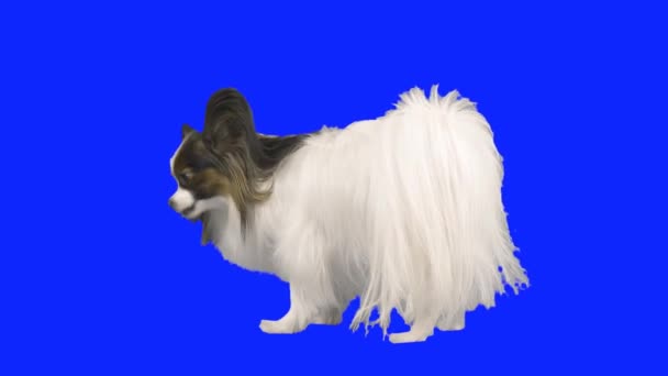 Papillon cão mastigar deleite em um hromakey azul imagens de vídeo — Vídeo de Stock