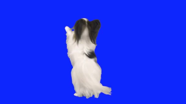 Papillon perro bailando en sus patas traseras en un video de archivo hromakey azul — Vídeo de stock