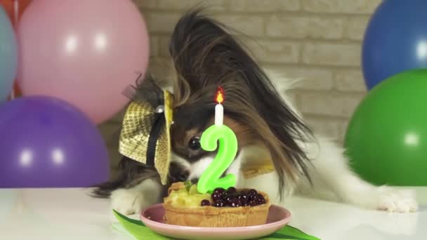 Fancy Dog Papillon eating birthday cake with candle stock footage video — Stock Video