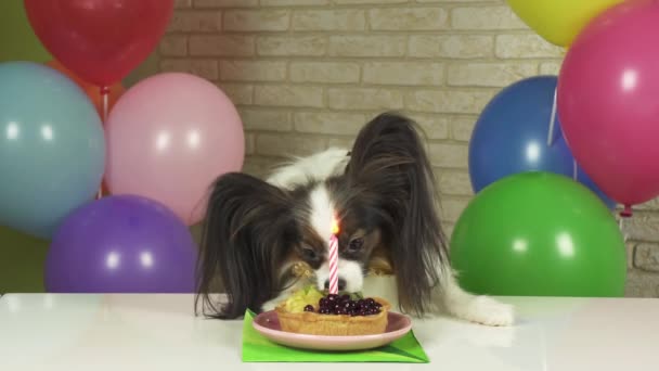 Mooie hond Papillon eten verjaardagstaart met kaars stock footage video — Stockvideo