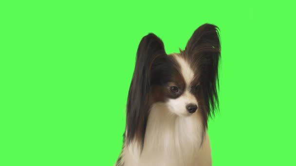 Beautiful dog Papillon is talking to camera on green background stock footage video — Stock Video