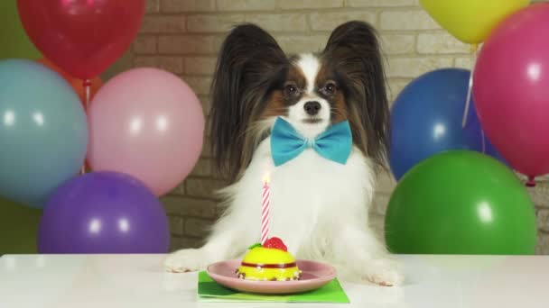 Elegante Dog Papillon se sienta en una mesa con un pastel de cumpleaños con video de imágenes de velas — Vídeos de Stock