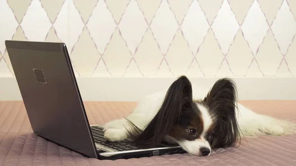 Papillon dog is lying near the laptop on bed — Stock Photo, Image