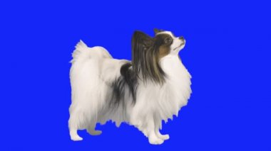 Papillon köpek bir stand üzerinde mavi hromakey Stok görüntüleri video onun arka ayakları üzerine yapıyor