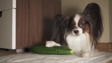Köpek Papillon iştah görüntüleri video ile taze yeşil salatalık yiyor