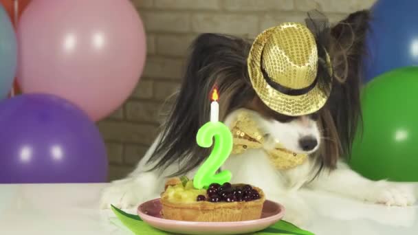 Fancy Dog Papillon comiendo pastel de cumpleaños con imágenes de archivo de velas video — Vídeos de Stock