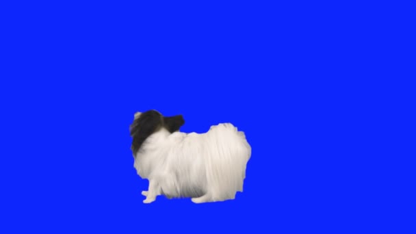 Papillon cão dançando em suas pernas traseiras em um hromakey azul câmera lenta imagens de vídeo — Vídeo de Stock