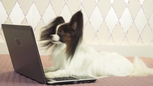 Papillon собака изучает информацию в ноутбуке видео акции — стоковое видео