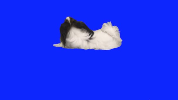Papillon perro cae en el suelo en azul hromakey cámara lenta material de archivo de vídeo — Vídeo de stock