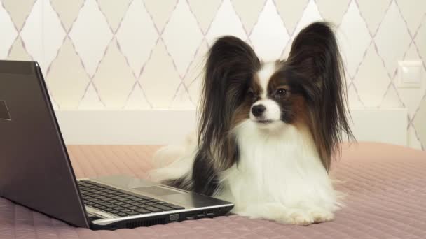 Papillon Köpek Yatak Stok Görüntüleri Video Üstünde Laptop Yakınındaki Yalan — Stok video