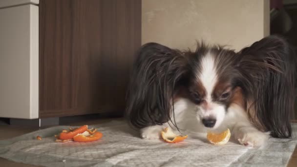 Hund Papillon frisst Mandarine mit Appetit Filmvideo — Stockvideo