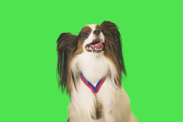 Vacker hund Papillon med medalj för första plats på halsen på grön bakgrund — Stockfoto