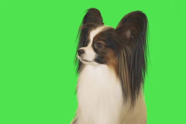 Hermoso perro Papillon macho sobre fondo verde — Foto de Stock