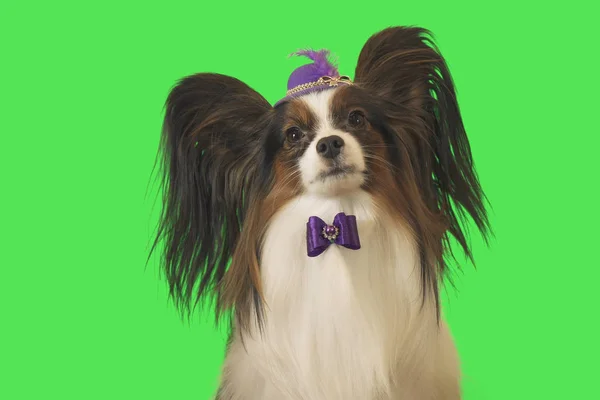 美丽的狗帕皮龙在紫色帽子与羽毛和弓在绿色背景 — 图库照片