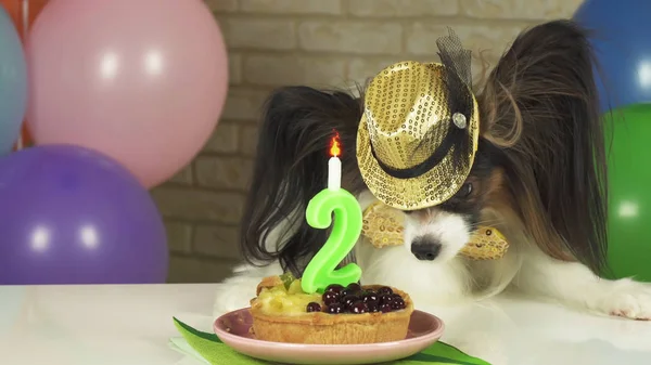 Φανταχτερό σκυλί Papillon τρώει τούρτα γενεθλίων με κερί — Φωτογραφία Αρχείου