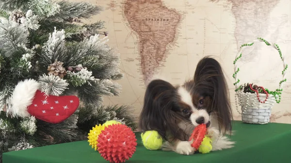 Papillon cão com brinquedos macios perto da árvore de Natal — Fotografia de Stock