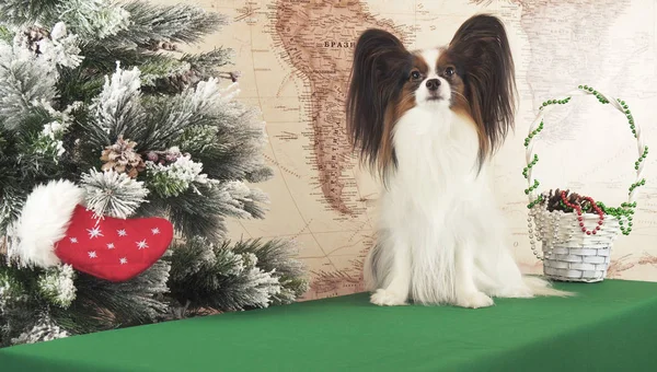 Papillon dog with gifts near New Year tree — Stock Photo, Image