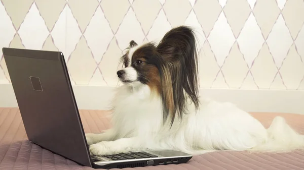 Papillon-hunden ligger ved laptopen på sengen. – stockfoto