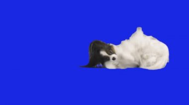 Papillon köpek yere mavi hromakey ağır çekim Stok görüntüleri video geriledi
