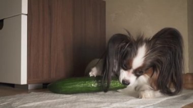 Köpek Papillon iştah görüntüleri video ile taze yeşil salatalık yiyor
