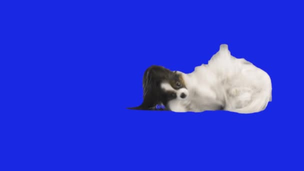 Papillon cão cai no chão em hromakey azul câmera lenta imagens de vídeo — Vídeo de Stock