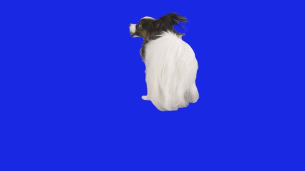 Papillon dog está girando bailando en un video de archivo de cámara lenta hromakey azul — Vídeo de stock