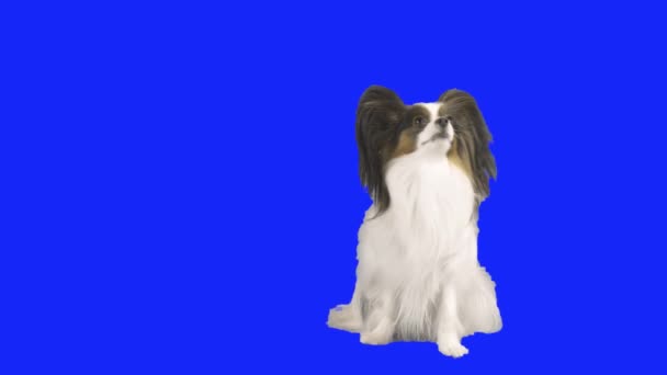 Папийонский пес стоит на задних лапах на голубых хромаках. — стоковое видео