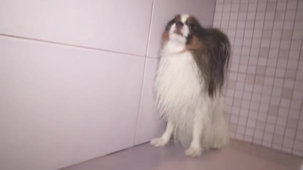 Papillon hund är föna efter bad i badrum arkivfilmer video — Stockvideo