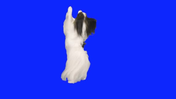 Собака-папільйон танцює на задніх ногах на синьому громовому складі відео — стокове відео