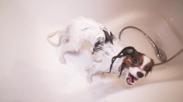 Shampooed Papillon perro está de pie en el baño de archivo de vídeo — Vídeos de Stock