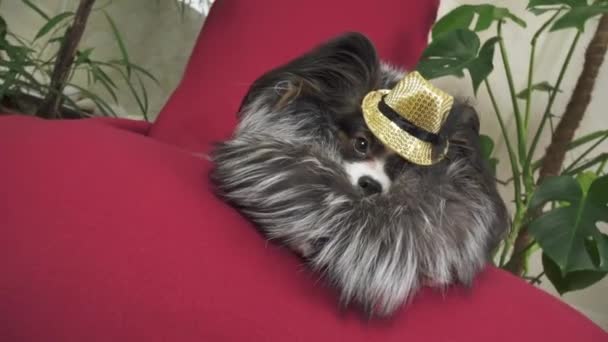 Papillon chien en beau costume dans un manteau de fourrure et un chapeau de concert avec un papillon est retiré dans le clip vidéo de stock — Video