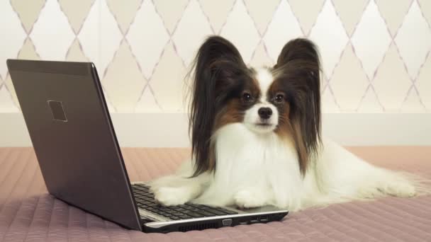 Papillon köpek yatak Stok görüntüleri video üstünde laptop yakınındaki yalan söylüyor — Stok video