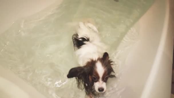 Papillon perro está nadando en baño material de archivo de vídeo — Vídeos de Stock