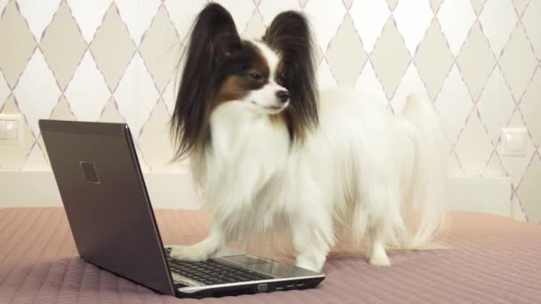Papillon köpek yatak Stok görüntüleri video üstünde laptop yakınındaki yalan söylüyor — Stok video
