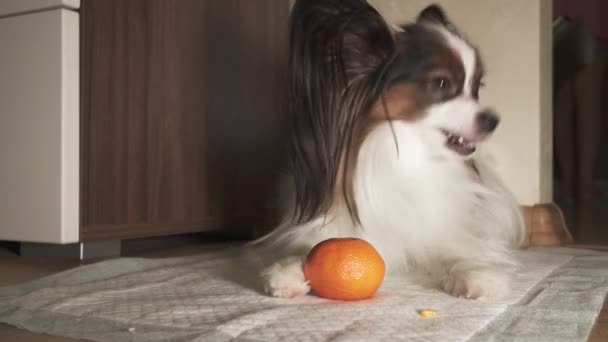 Papillon hond probeert te pellen tangerine peel footage video — Stockvideo