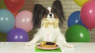 Süslü köpek Papillon Doğum günü pastası mum ile yemek