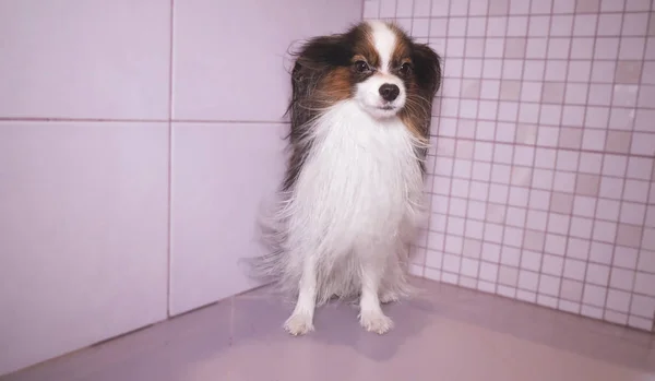 パピヨン犬は浴室で入浴後、ブローです。 — ストック写真