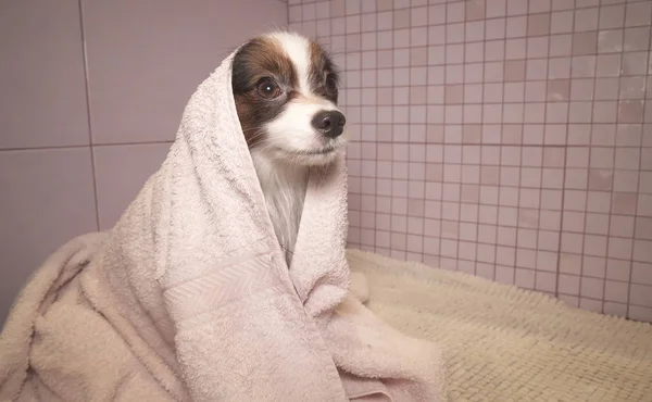 Собака-папільйон в рушнику після купання у ванній — стокове фото
