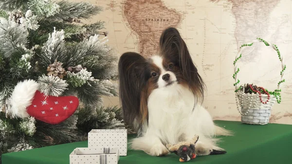 Perro de papillón con juguetes blandos cerca del árbol de Navidad —  Fotos de Stock