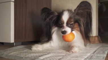 Papillon köpek mandalina kabuğu görüntüleri video soymak çalışıyor