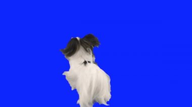 Arka ayakları üzerinde bir mavi hromakey ağır çekim Stok görüntüleri video üzerinde dans papillon köpek
