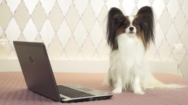 Papillon köpek dizüstü yatak stok görüntüleri video üzerinde oturur.